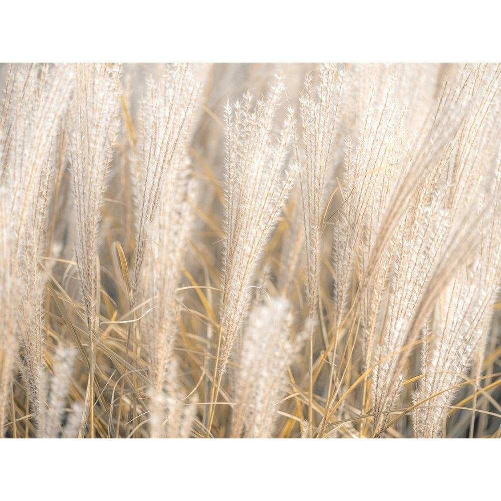 Japanese Silver Grass by Assaf Frank-VARPDXAF20191006398C01 Image 1