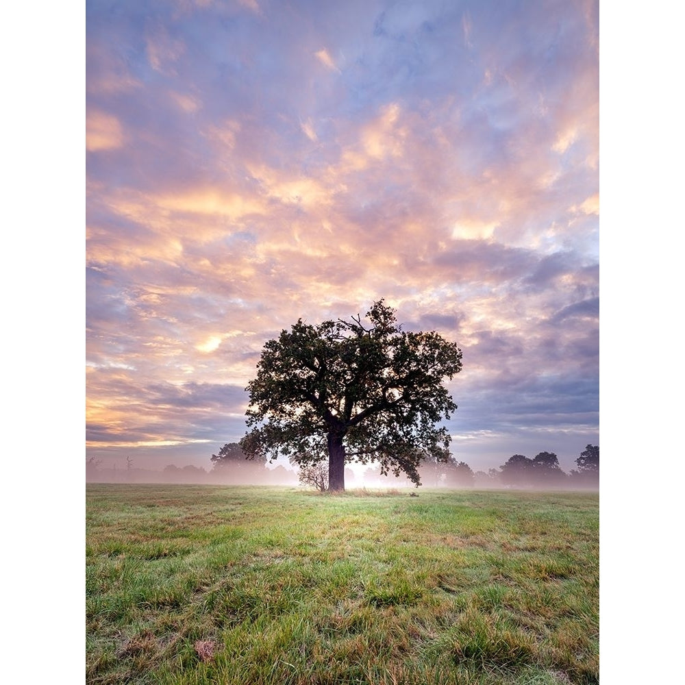 Tree in a filed at sunrise Poster Print by Assaf Frank-VARPDXAF20191023055 Image 1