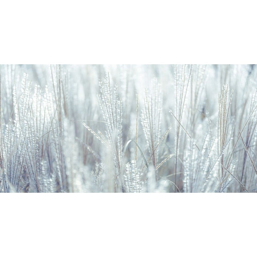 Japanese Silver Grass by Assaf Frank-VARPDXAF20191006407C02 Image 1