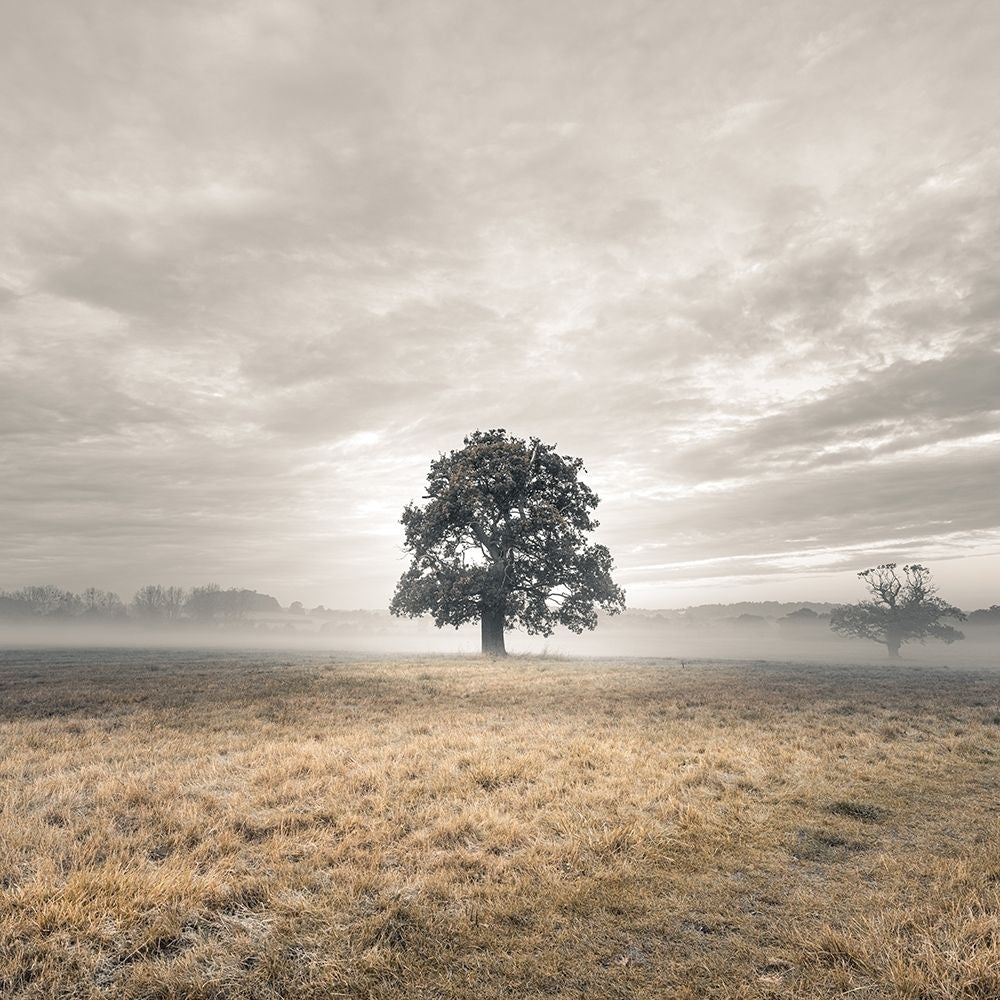 Tree in a filed at sunrise Poster Print by Assaf Frank-VARPDXAF20191023061C01 Image 1