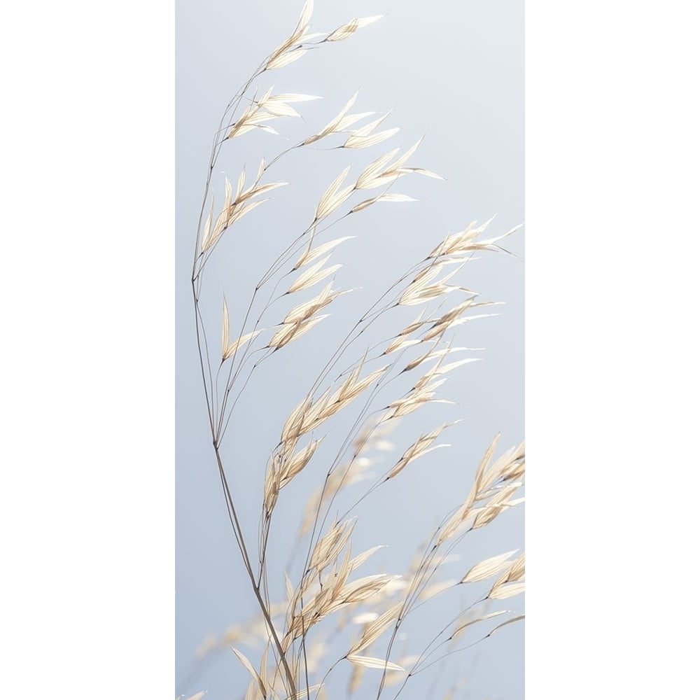 Panicle ripe Oats by Assaf Frank-VARPDXAF20190920194 Image 1