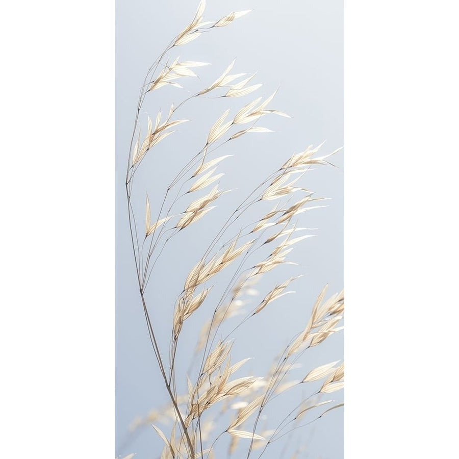 Panicle ripe Oats by Assaf Frank-VARPDXAF20190920194 Image 1