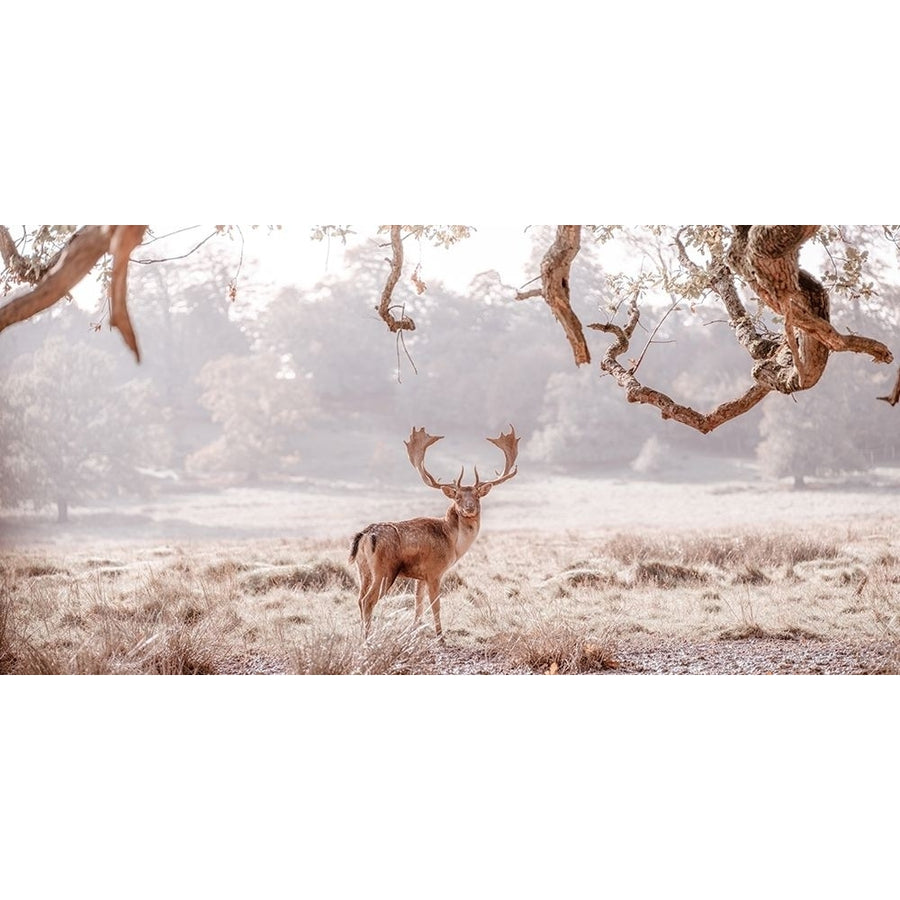 Stag in a field by Assaf Frank-VARPDXAF20191028047PANOC05 Image 1