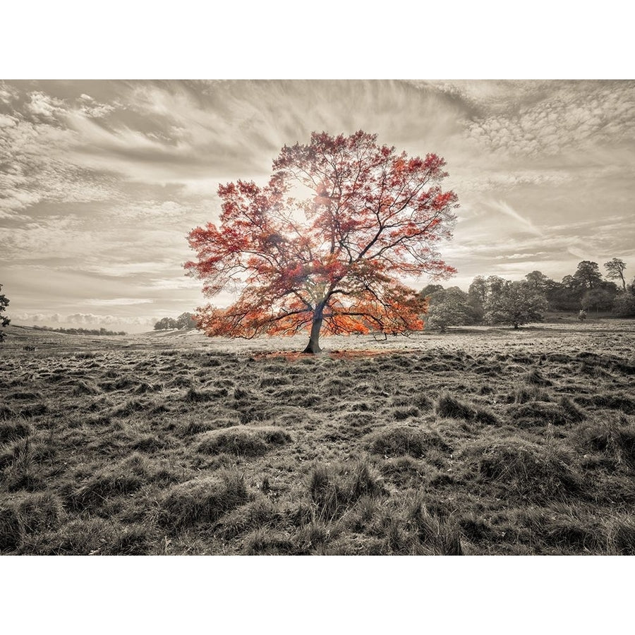 Single tree at autumn Poster Print by Assaf Frank-VARPDXAF20191028089XC01 Image 1