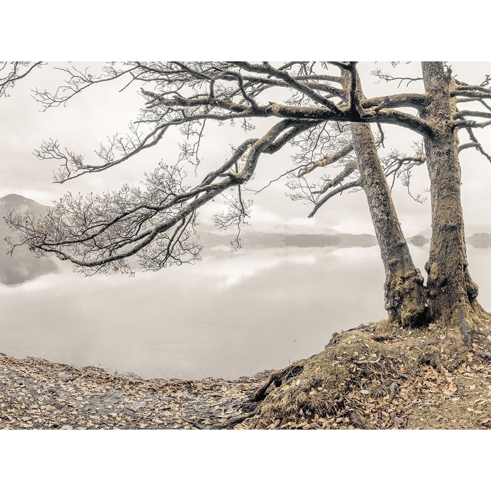 Tree by the Lake by Assaf Frank-VARPDXAF20191103110PANOC03 Image 1