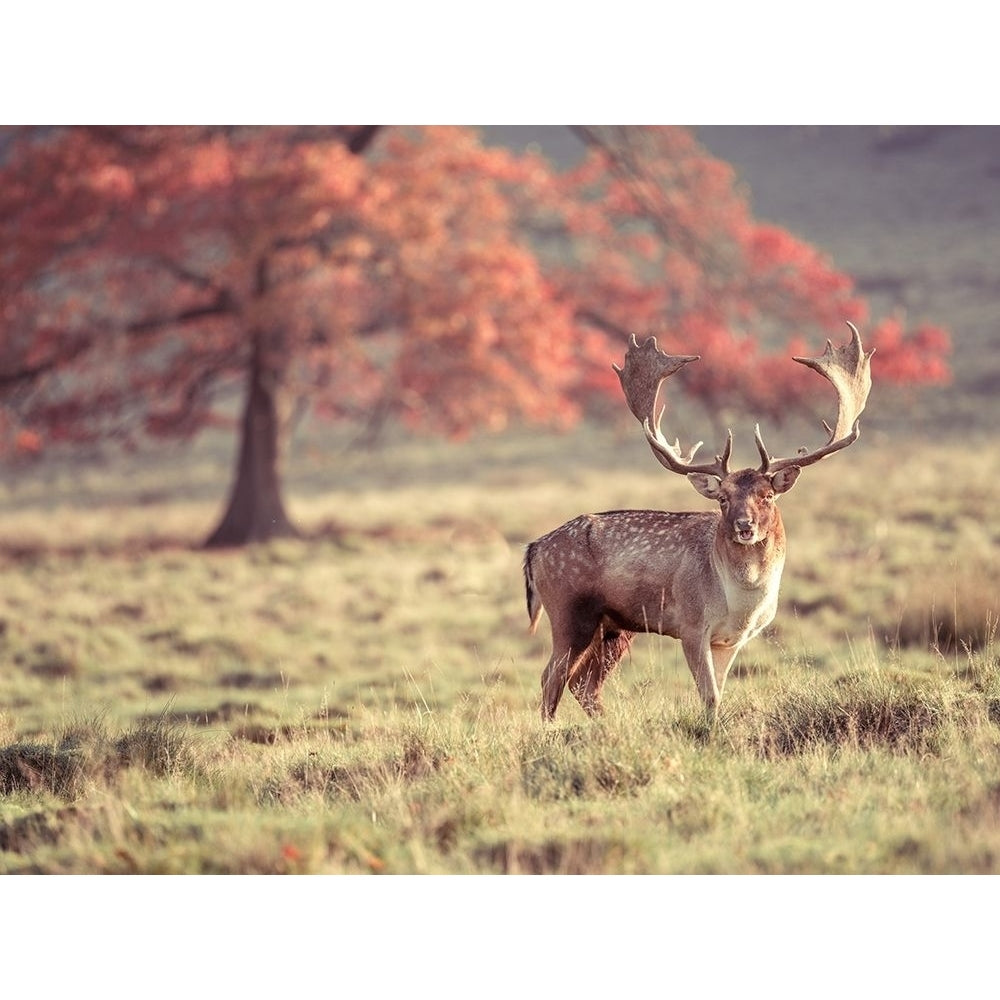 Stag in a field Poster Print by Assaf Frank-VARPDXAF20191031046C01 Image 1