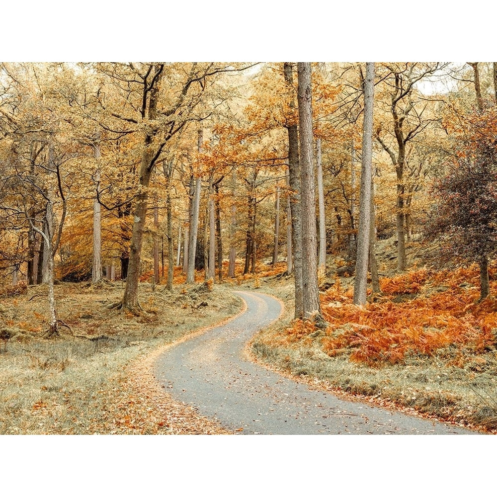 Road through forest by Assaf Frank-VARPDXAF201911071913C01 Image 1