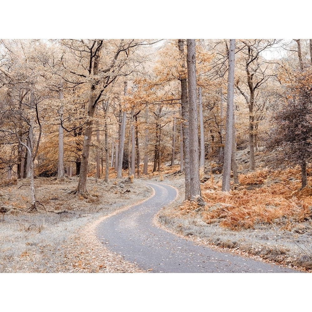 Forest path-Lake District by Assaf Frank-VARPDXAF201911071913C05 Image 1