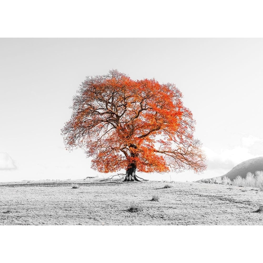 Tree on a hill by Assaf Frank-VARPDXAF201911102933PANOPC20 Image 1