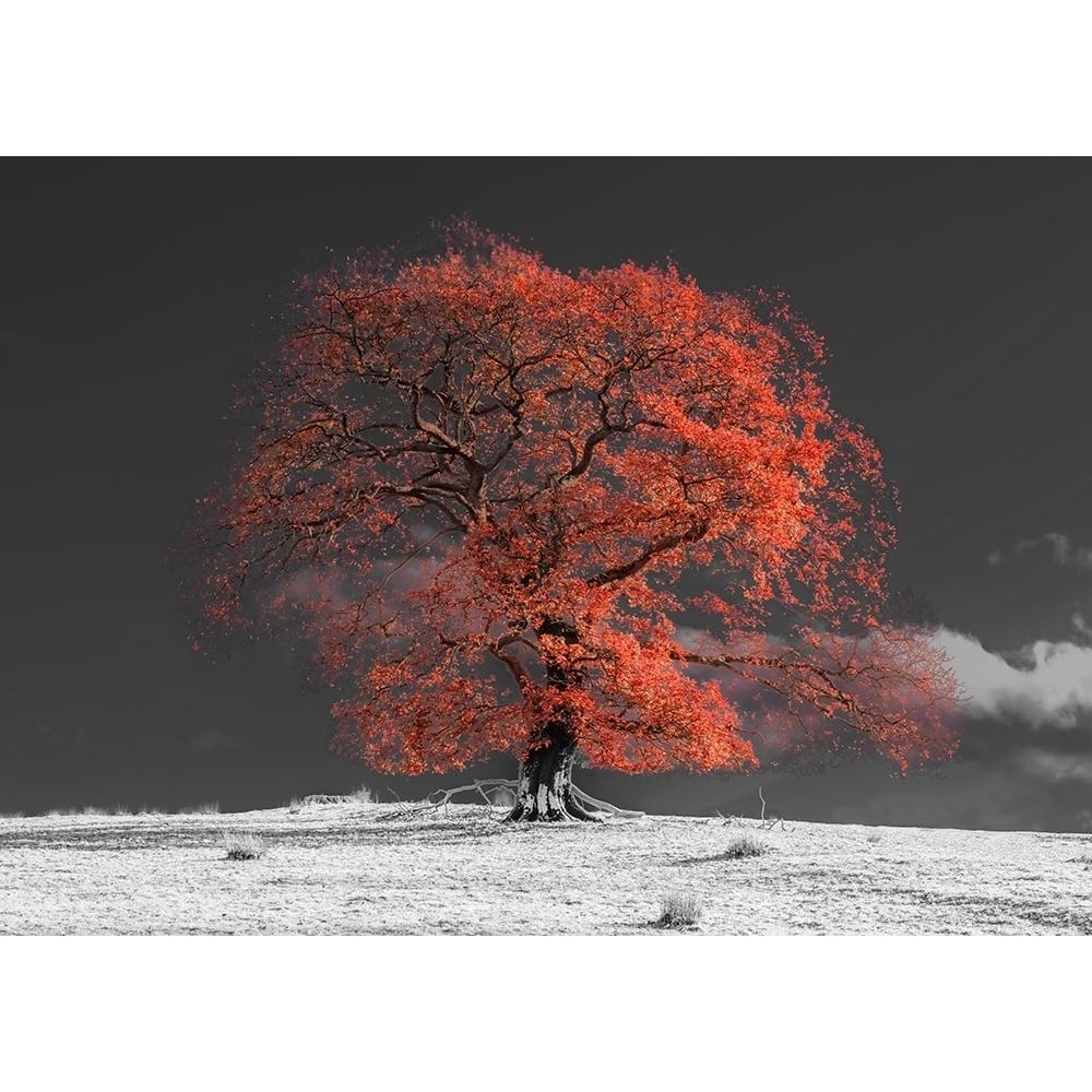 Tree on a hill-orange Poster Print - Assaf Frank-VARPDXAF201911102933PanoPC49 Image 1