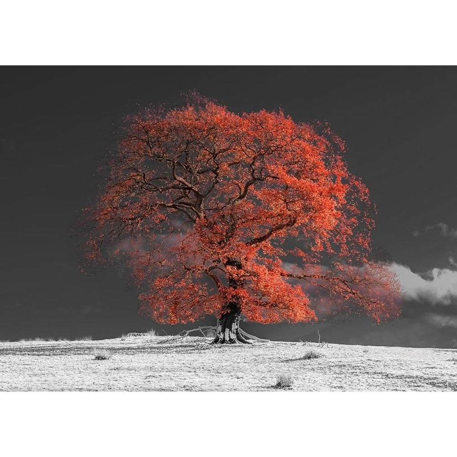 Tree on a hill-orange Poster Print - Assaf Frank-VARPDXAF201911102933PanoPC49 Image 1