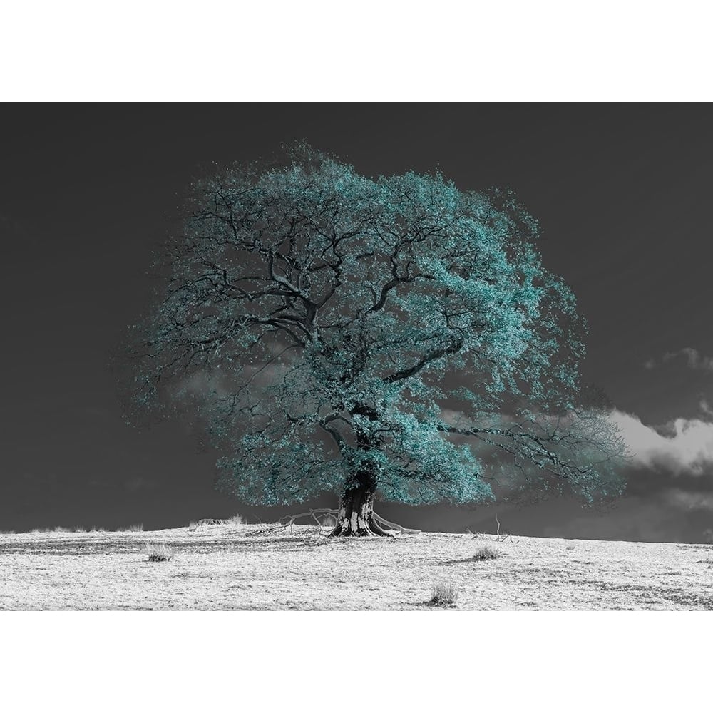 Tree on a hill-teal Poster Print - Assaf Frank-VARPDXAF201911102933PanoPC57 Image 1