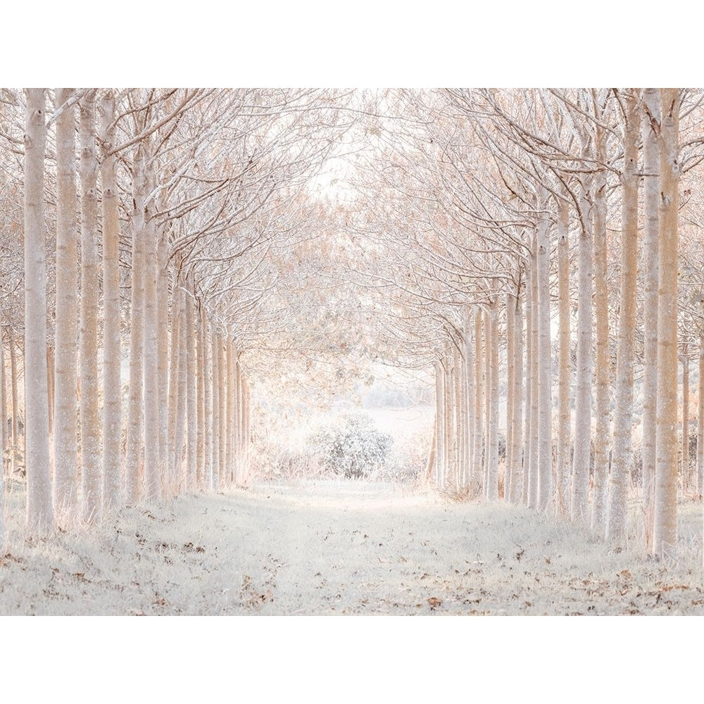 Winter forest by Assaf Frank-VARPDXAF20191204293PANOC08 Image 1