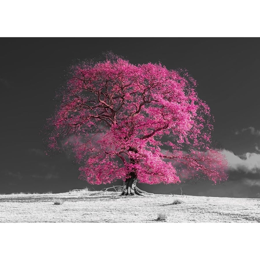 Tree on a hill-pink Poster Print - Assaf Frank-VARPDXAF201911102933PanoPC48 Image 1