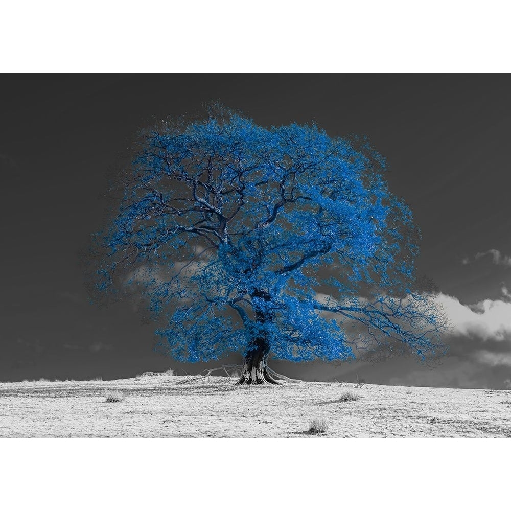 Tree on a hill-blue Poster Print - Assaf Frank-VARPDXAF201911102933PanoPC52 Image 1