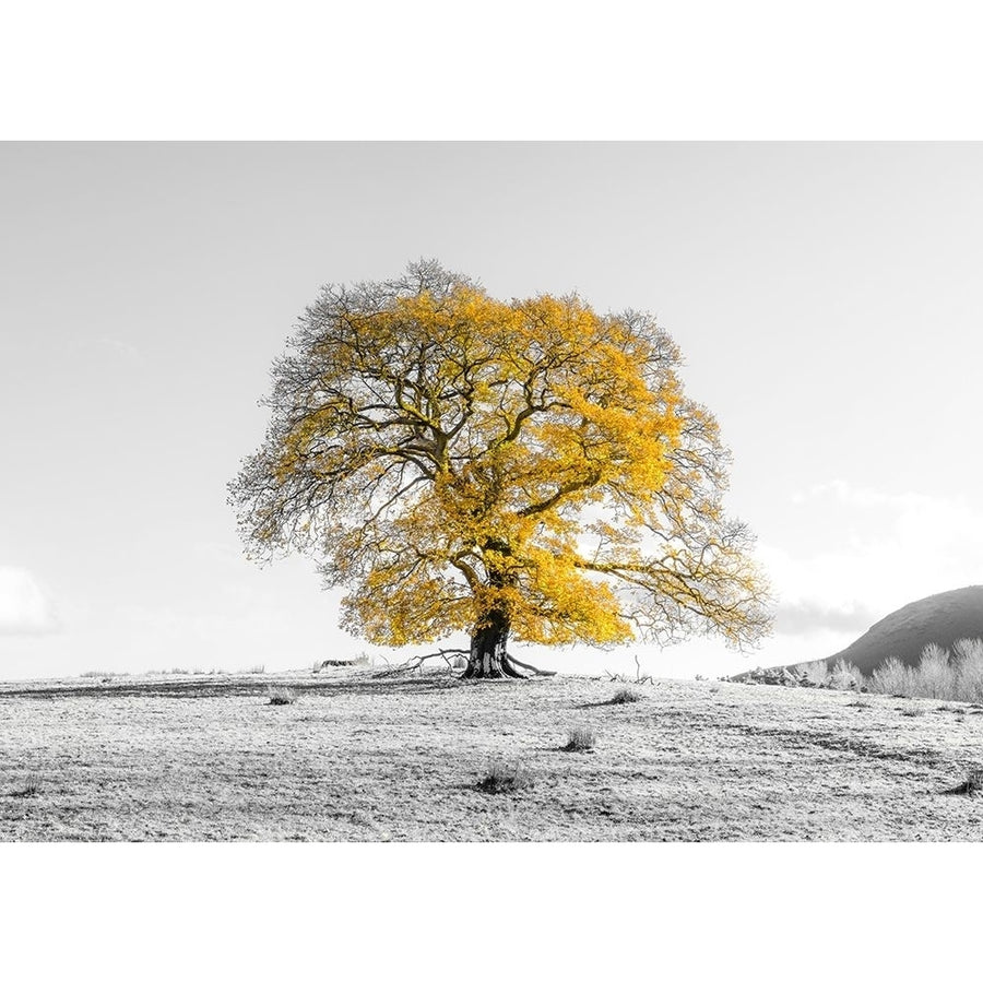 Tree on a hill by Assaf Frank-VARPDXAF201911102933PANOPC22 Image 1