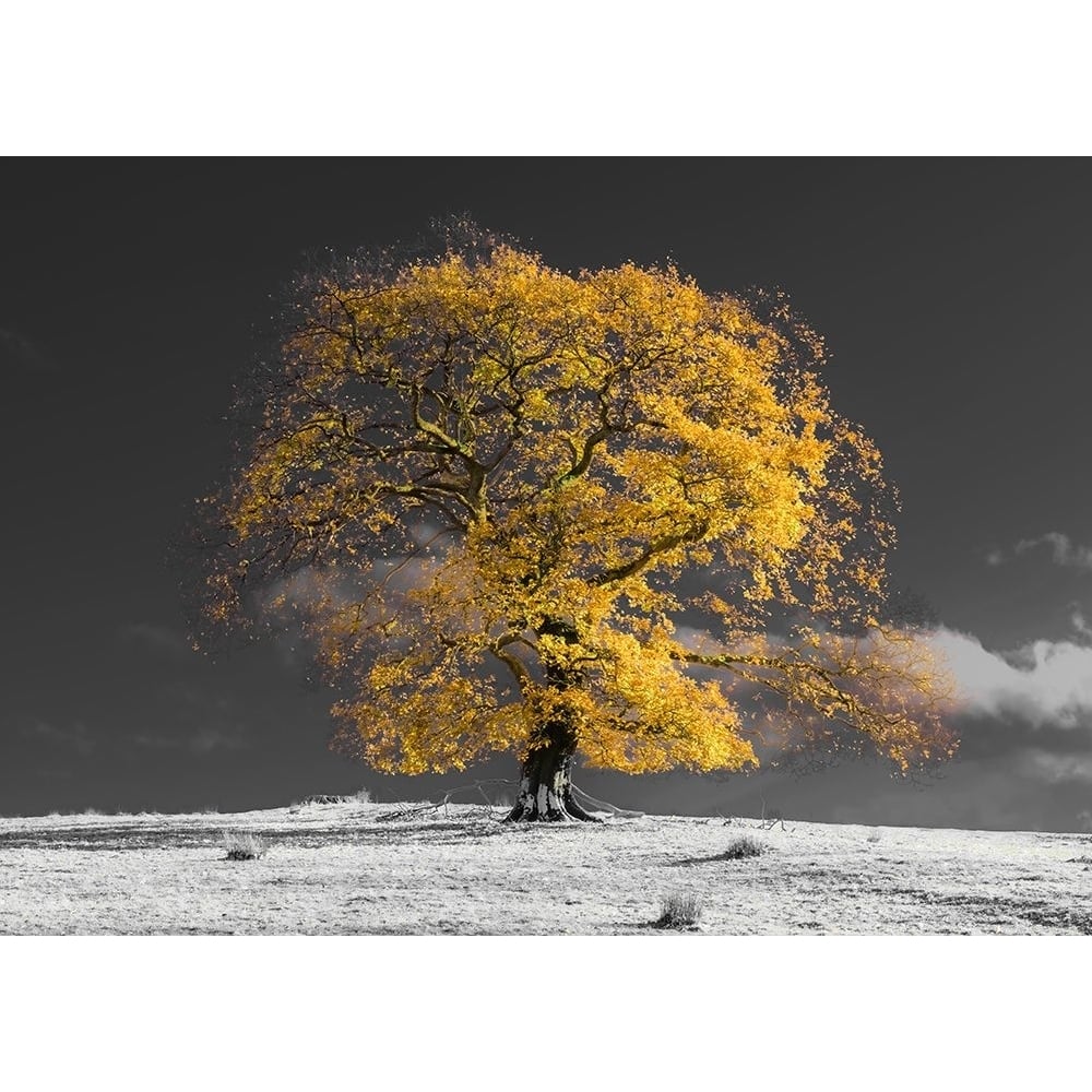 Tree on a hill-yellow-gold Poster Print - Assaf Frank-VARPDXAF201911102933PanoPC51 Image 1