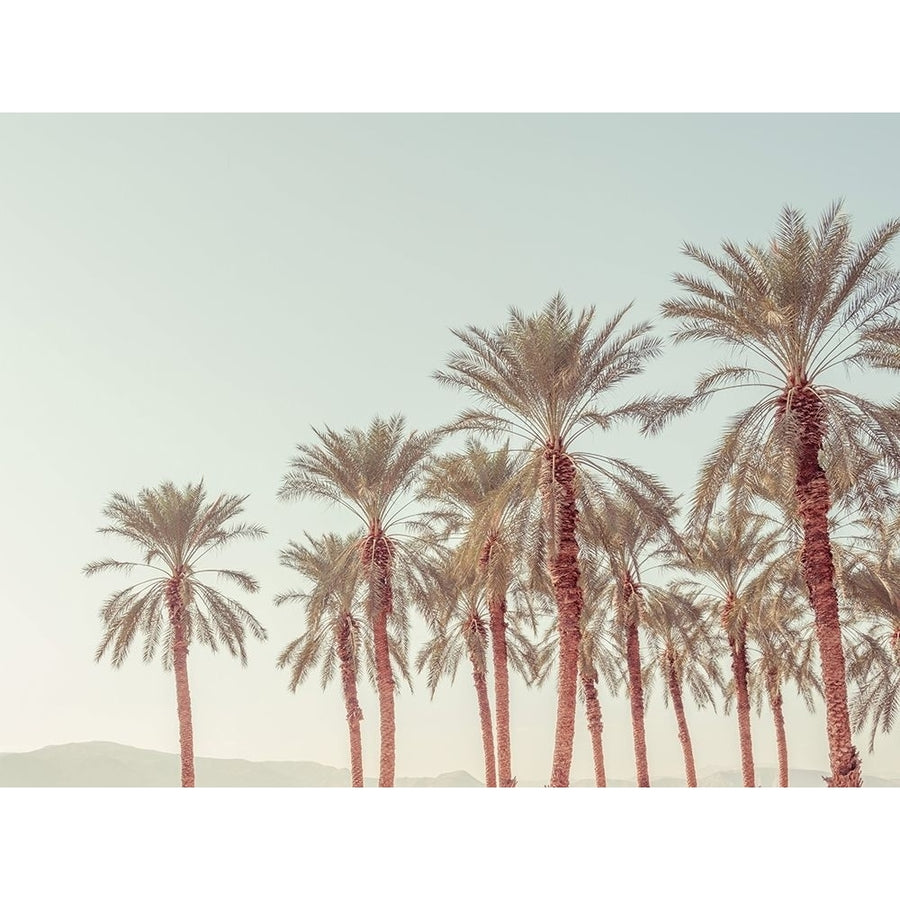 Palm Trees by Assaf Frank-VARPDXAF201912161648C05 Image 1