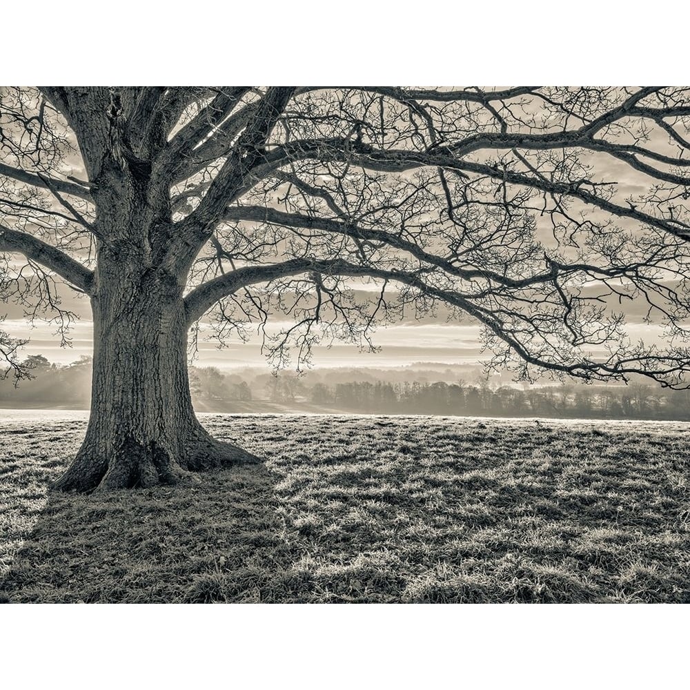 Tree in a meadow Poster Print by Assaf Frank-VARPDXAF20200120074XC01 Image 1