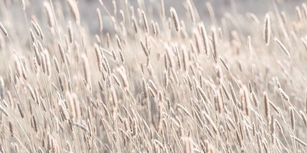 Grass in meadow by Assaf Frank-VARPDXAF20200515022 Image 1