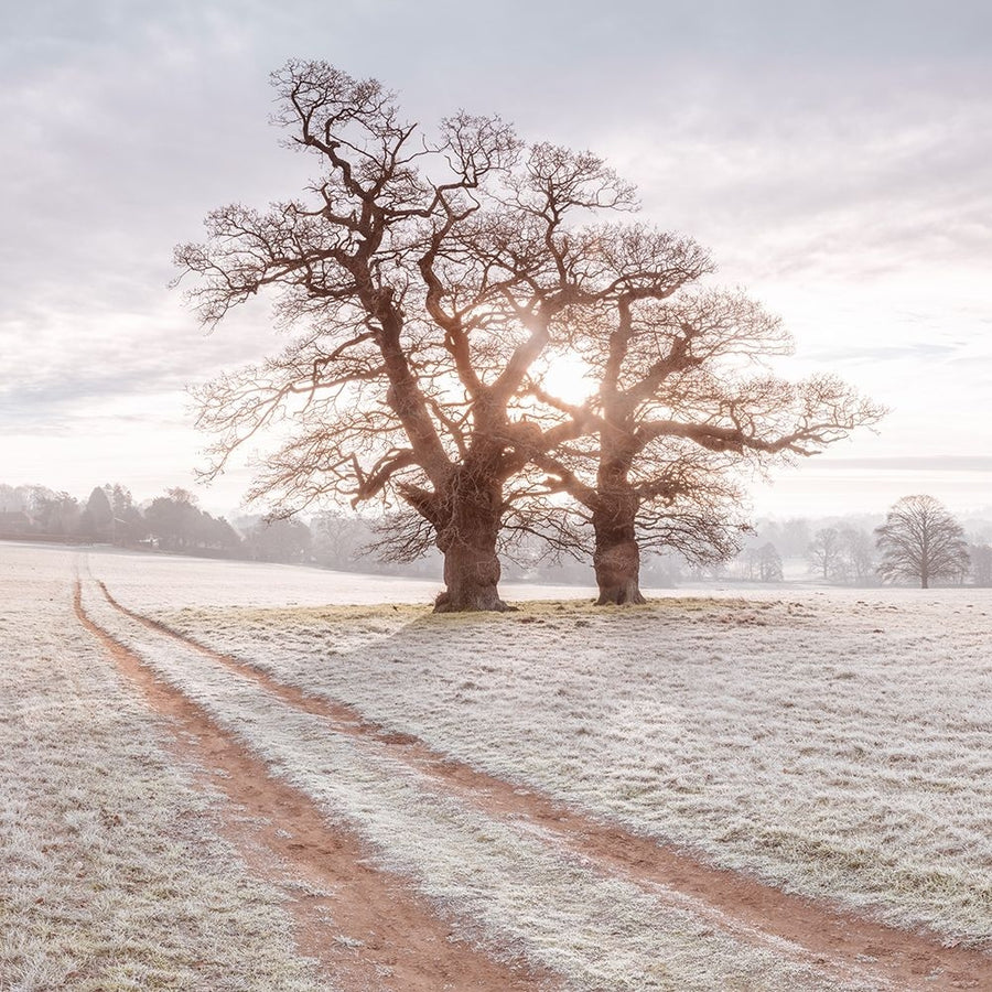 Dirt road through a meadow by Assaf Frank-VARPDXAF20200120131PANOC01 Image 1