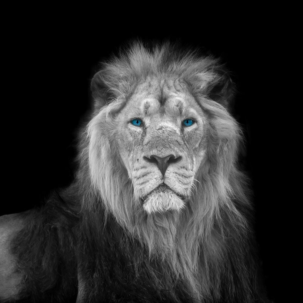 Blue eyes lion face Poster Print by Assaf Frank-VARPDXAF202009211189C11G Image 1