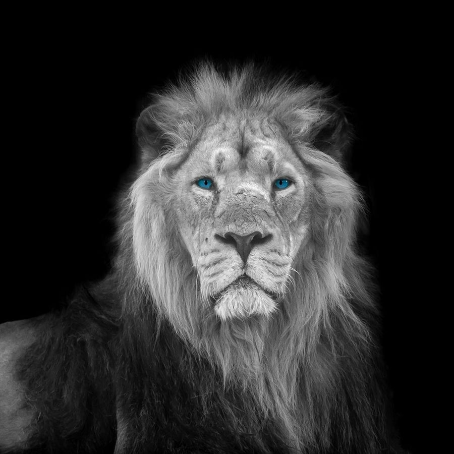 Blue eyes lion face Poster Print by Assaf Frank-VARPDXAF202009211189C11G Image 1