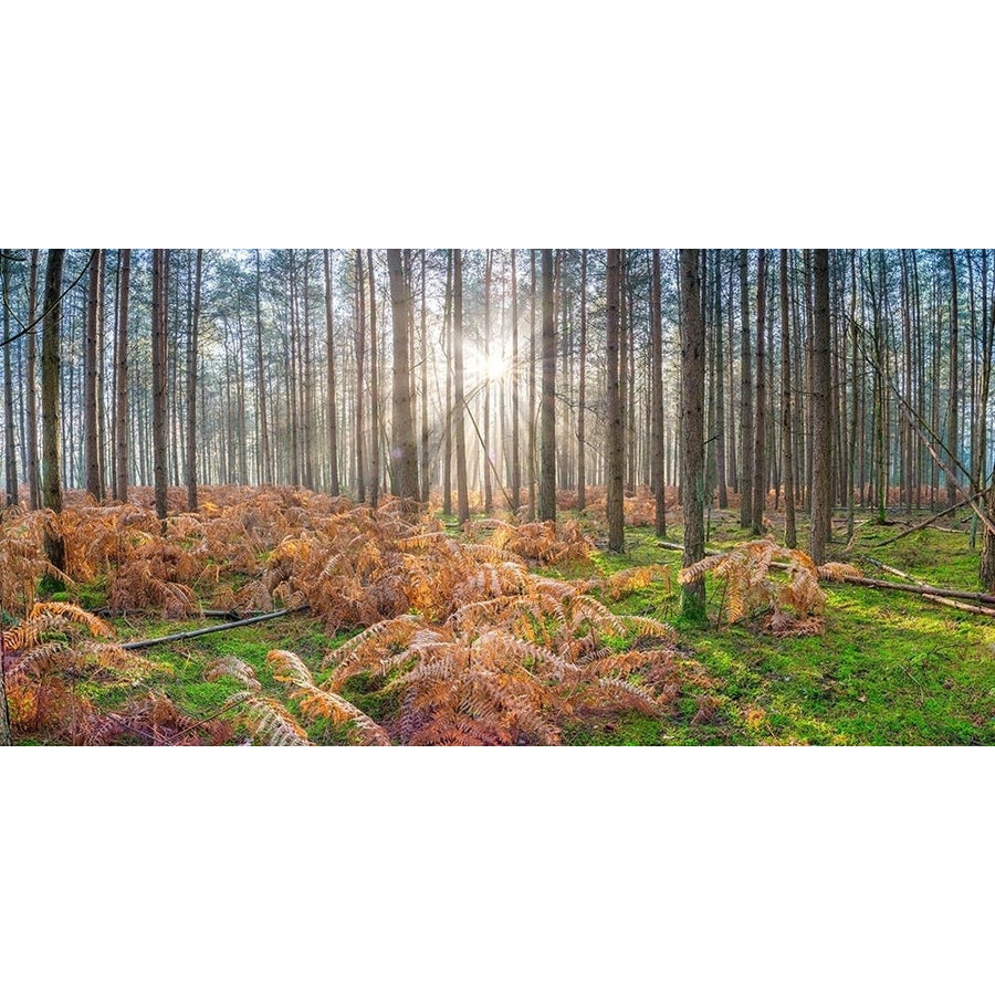 Sunrays through forest trees by Assaf Frank-VARPDXAF20201208162PANO Image 1