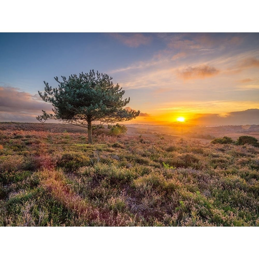 Lone tree sunset- Forest by Assaf Frank-VARPDXAF202012151193HDR Image 1