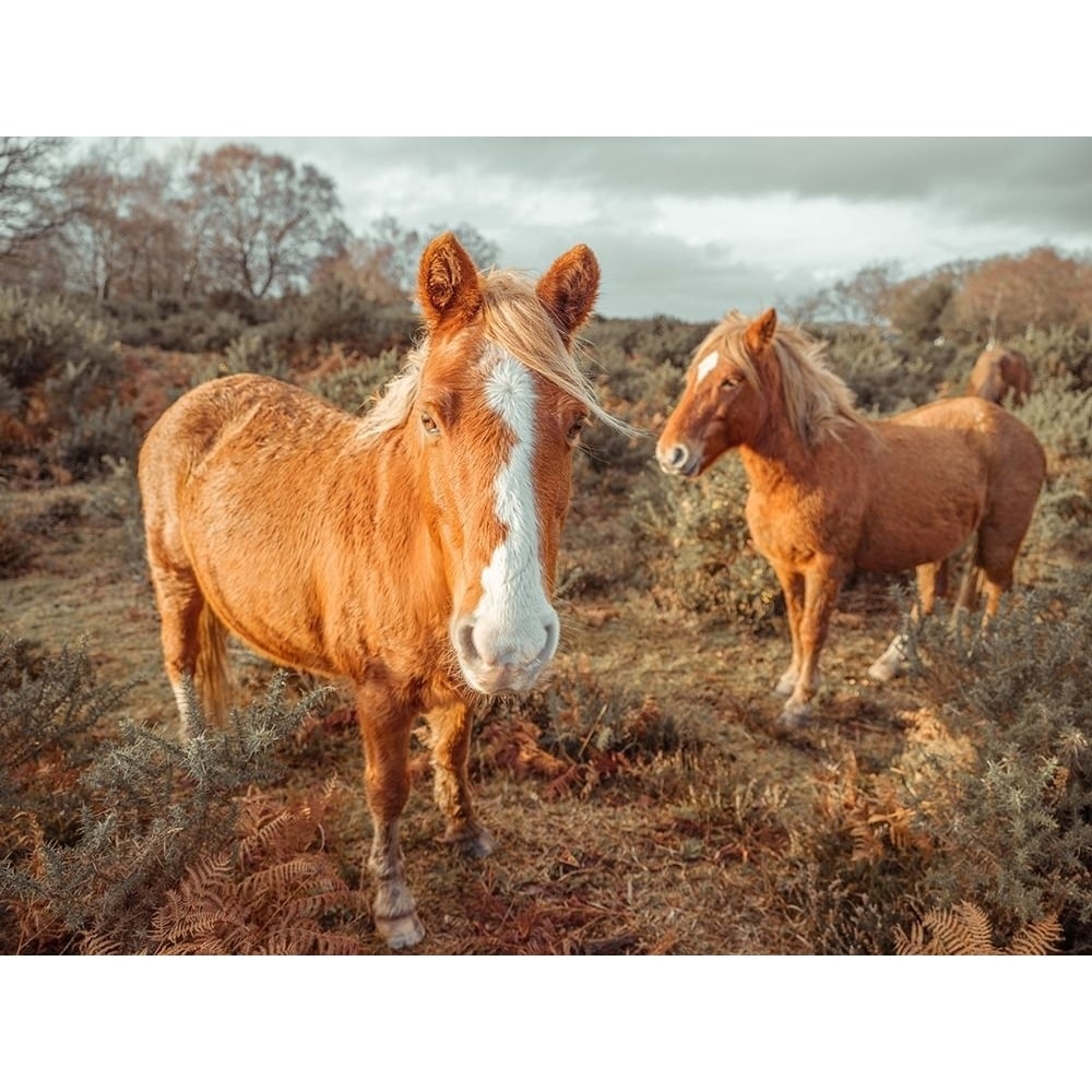 Horses in forest by Assaf Frank-VARPDXAF20201215818C01 Image 1