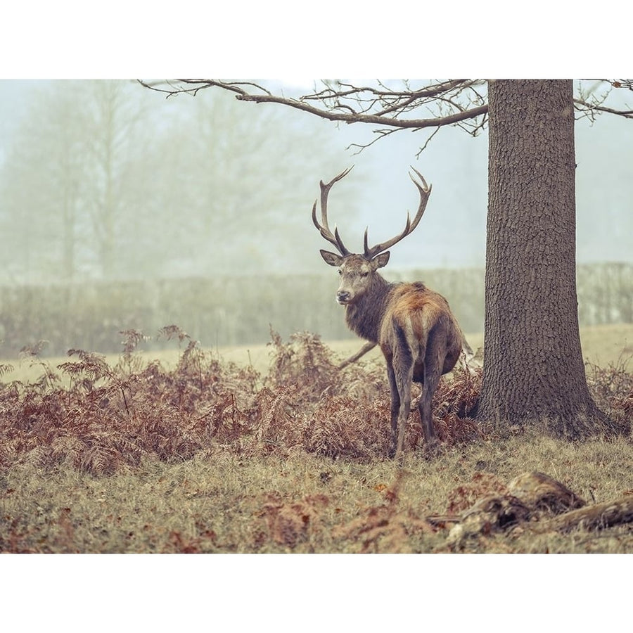 Stag in forest by Assaf Frank-VARPDXAF20210101231 Image 1