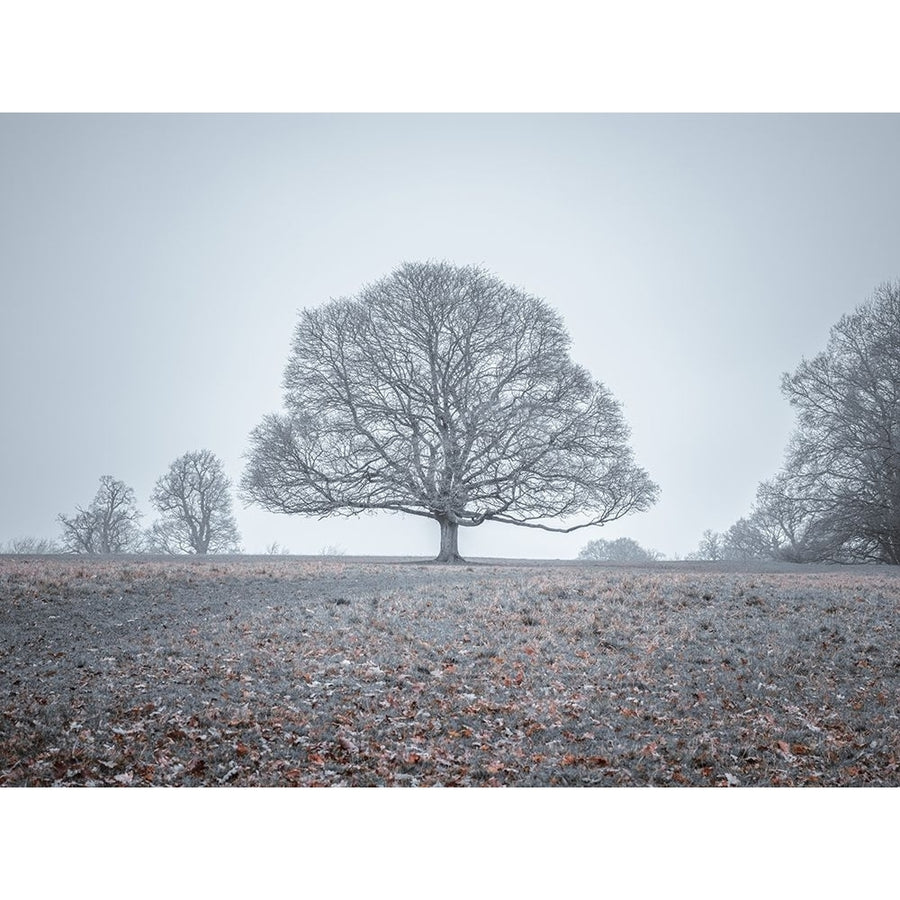 Single tree in meadow by Assaf Frank-VARPDXAF20210101025C05 Image 1