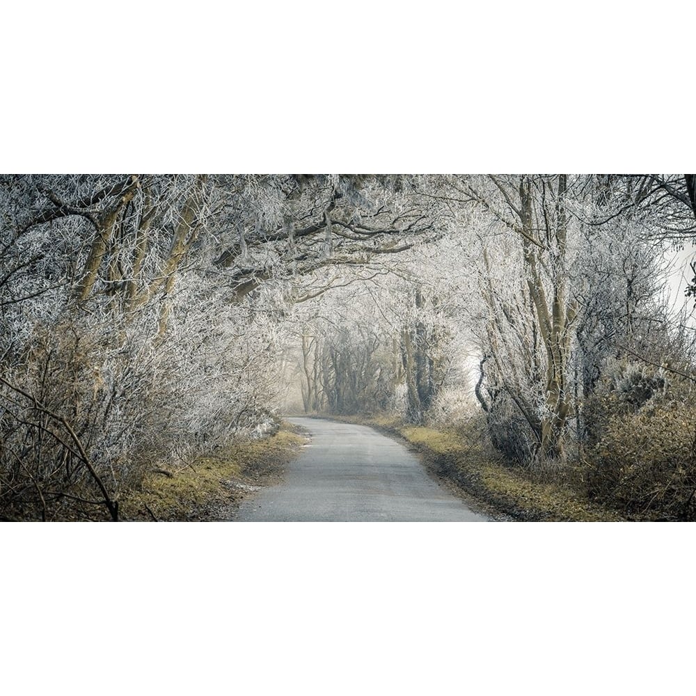 Frosted road through forest by Assaf Frank-VARPDXAF20210110083PANOC02 Image 1