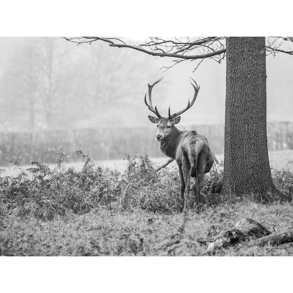 Stag in forest by Assaf Frank-VARPDXAF20210101231C01 Image 1