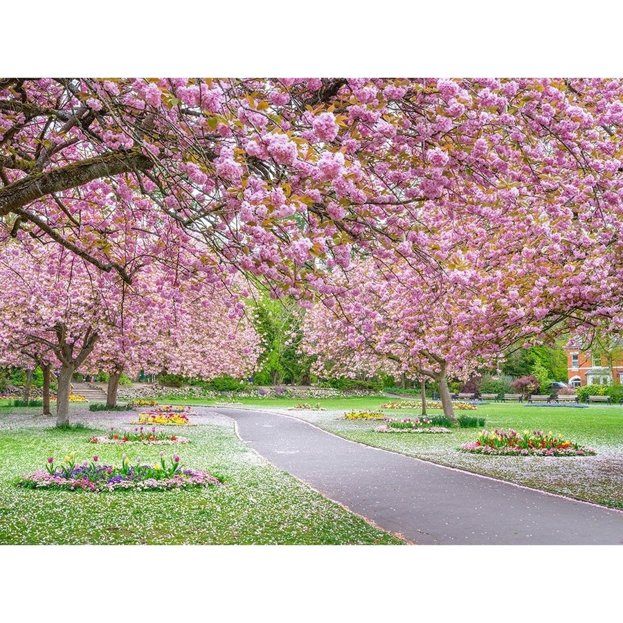 Blossom in the park by Assaf Frank-VARPDXAF20210503051 Image 1