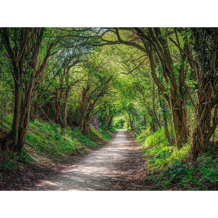 Road through dense forest Poster Print - Assaf Frank-VARPDXAF20230503279X Image 1