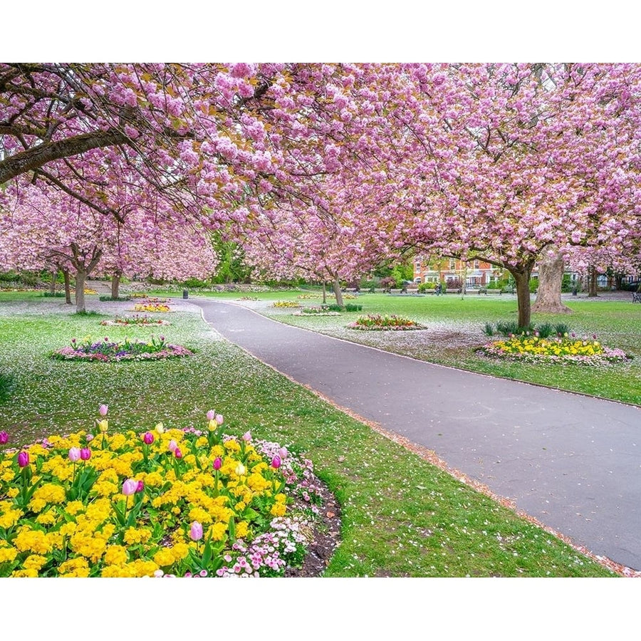 Blossom in the park by Assaf Frank-VARPDXAF20210503053PANO Image 1