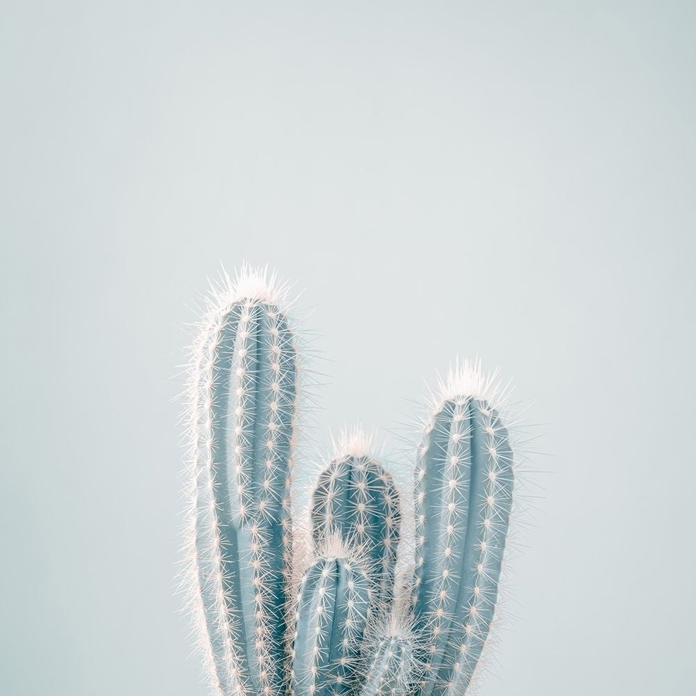 Micranthocereus Estevesii Cactus by Assaf Frank-VARPDXAF20210708049PANOC01 Image 1