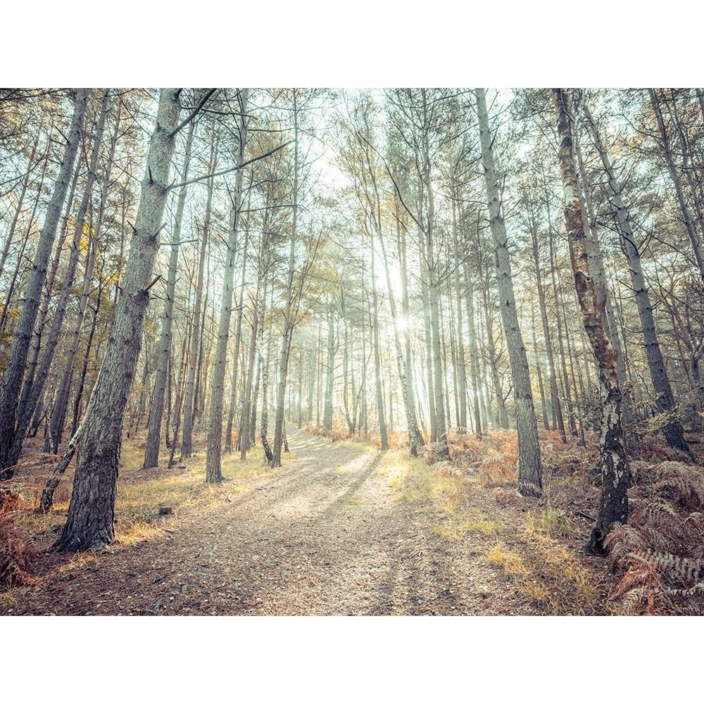 Pathway through forest Poster Print - Assaf Frank-VARPDXAF20211103056HDRC01 Image 1