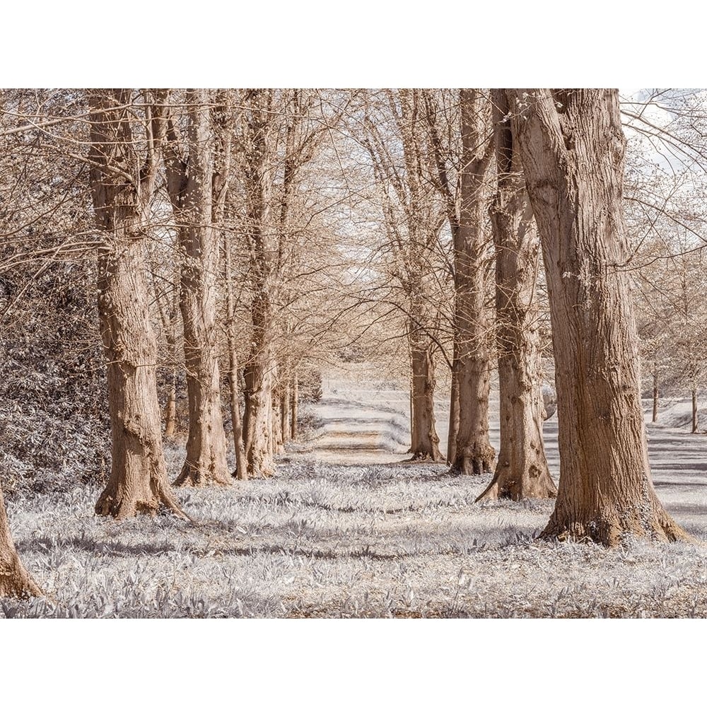 Pathway through trees in forest Poster Print - Assaf Frank-VARPDXAF20230429159 Image 1