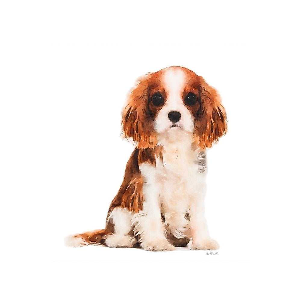 King Charles Spaniel Puppy Poster Print by Amanda Greenwood Amanda Greenwood-VARPDXAGD117270 Image 1