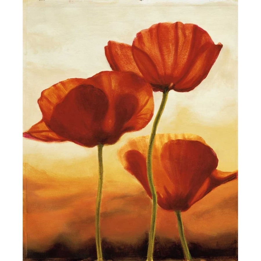 Poppies in Sunlight I Poster Print by Andrea Kahn-VARPDXAK4391 Image 1