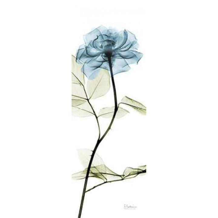 Long Blue Rose Poster Print by Albert Koetsier-VARPDXAK5PL021A2 Image 1