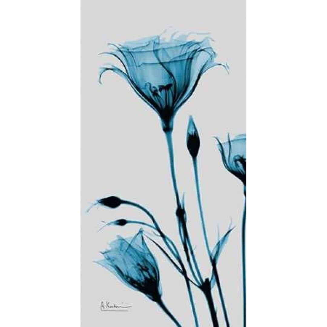 Blue Gentian Poster Print by Albert Koetsier-VARPDXAK5PL025B Image 1