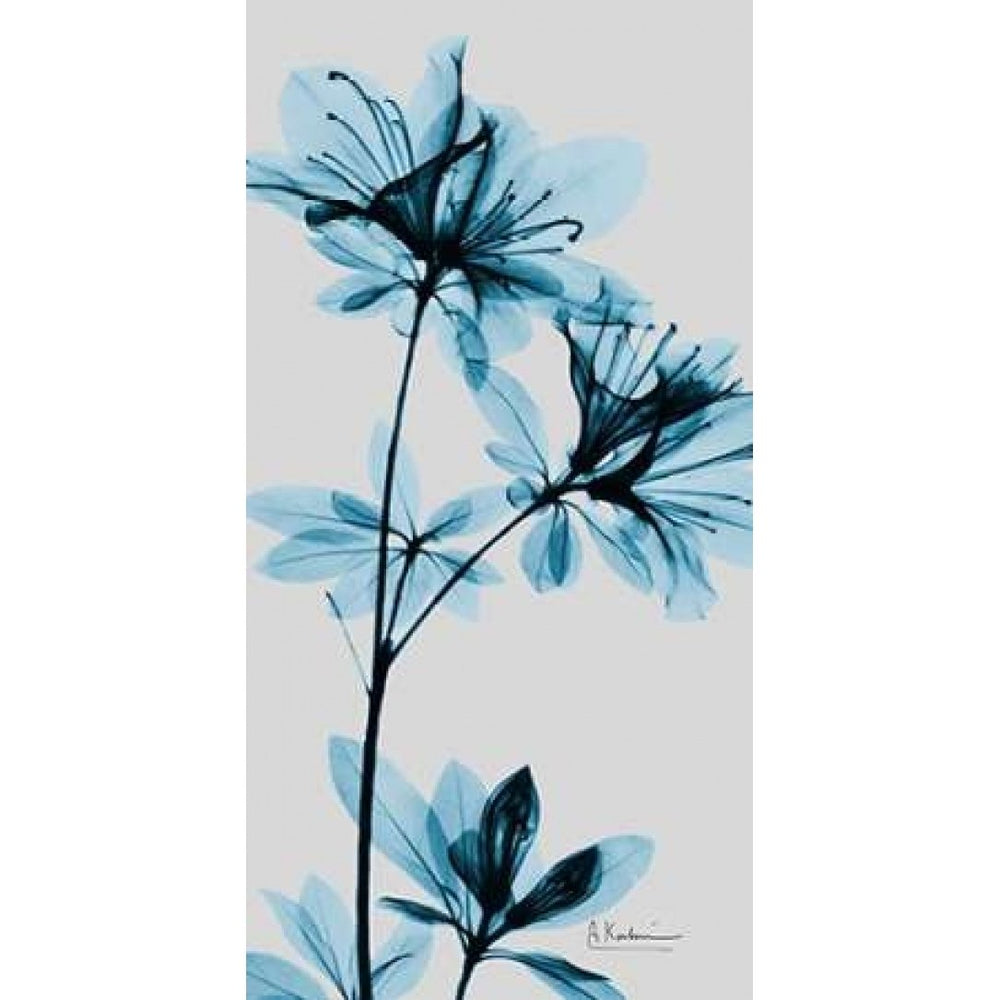 Blue Azalea Poster Print by Albert Koetsier-VARPDXAK5PL025A Image 2