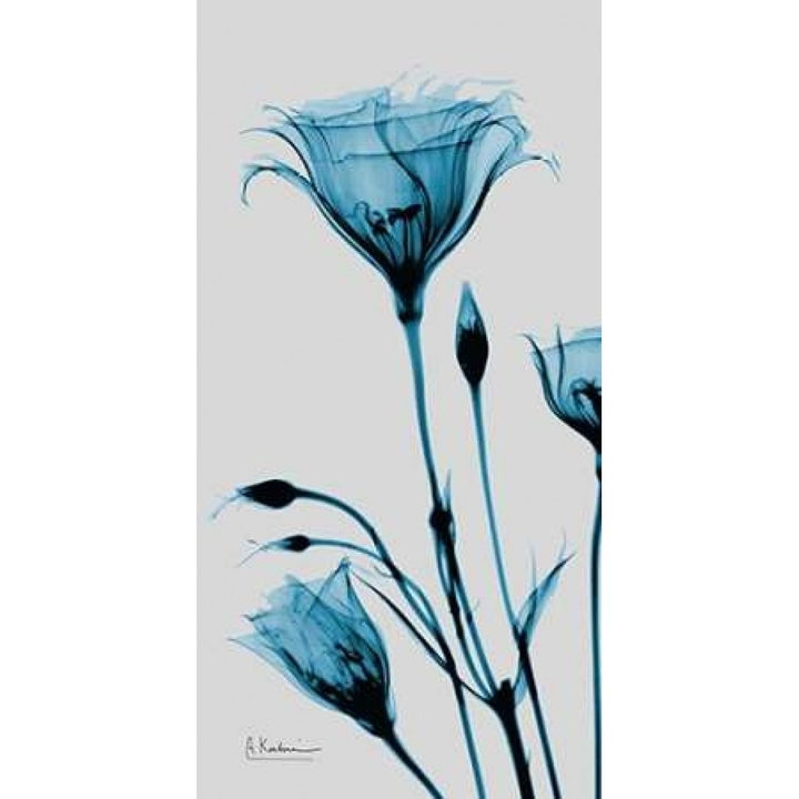 Blue Gentian Poster Print by Albert Koetsier-VARPDXAK5PL025B Image 2