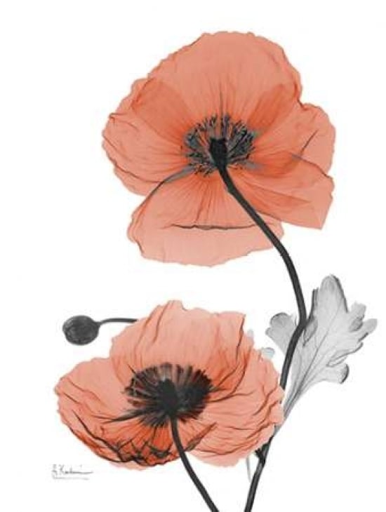 Soft Poppy Poster Print by Albert Koetsier-VARPDXAK5RC004B3 Image 1