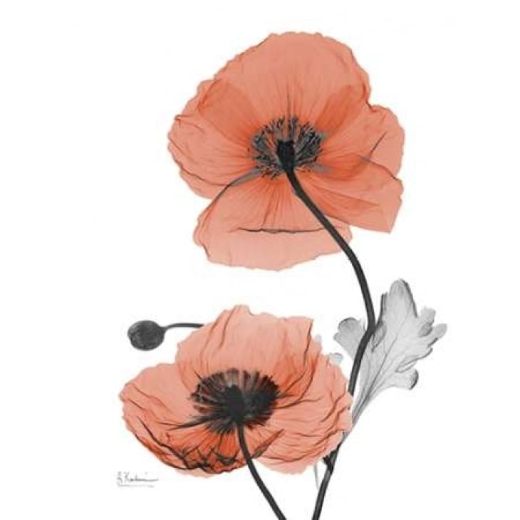 Soft Poppy Poster Print by Albert Koetsier-VARPDXAK5RC004B3 Image 2