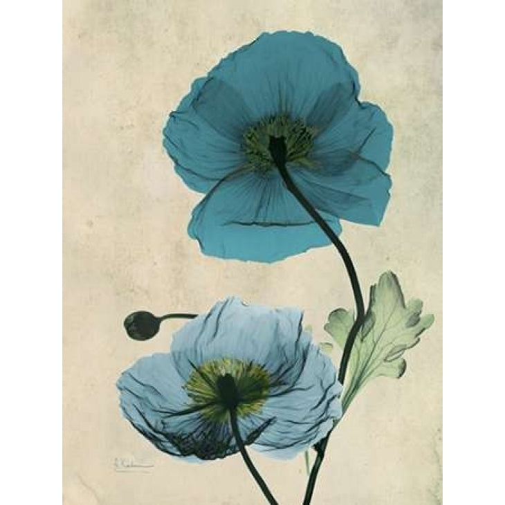 Iceland Poppy Poster Print by Albert Koetsier-VARPDXAK5RC004B Image 2