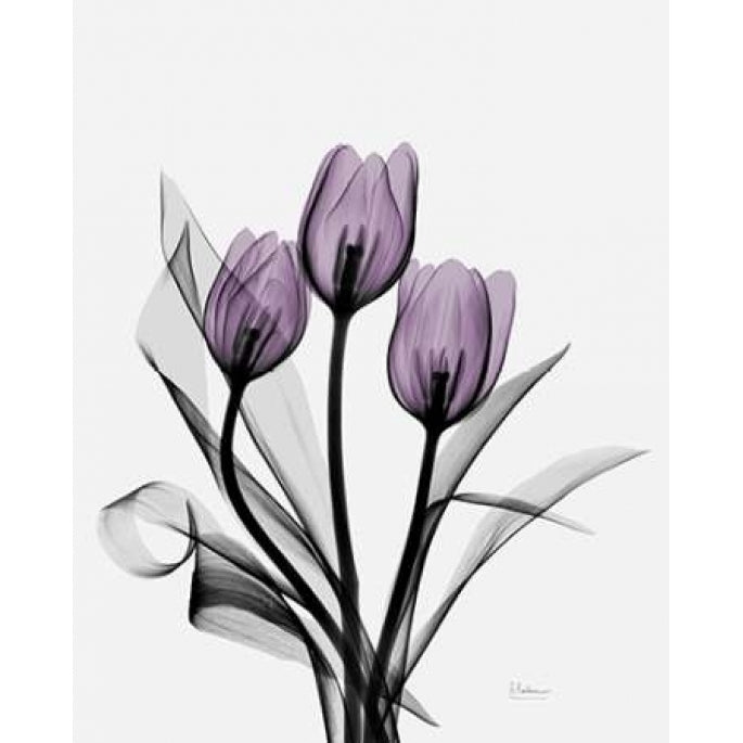 Three Purple Tulips H14 Poster Print by Albert Koetsier-VARPDXAK5RC009B Image 2